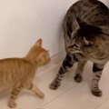 先住猫に毛嫌いされていた『茶トラの子猫』→諦めずにアタックし続けている…