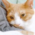 お父さんのことが大好きな猫→帰宅してくると、べったりと甘えて…尊す…