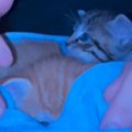 夜中に突然、『子猫を連れてきた息子』→家族の反応が…温かい気持ちになる…