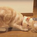 食いしん坊必見！猫ちゃんのペットボトルダイエット♡