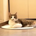 飼い主さんのお風呂待ちをする猫ちゃん♡気持ちを翻訳したら可愛すぎた件