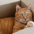驚き！段ボール箱に入って「返品」された猫、1300キロ先へ　無事飼い…