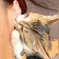子猫に毎日『耳を吸われ続けて』6か月が経った結果…まさかの光景が509…