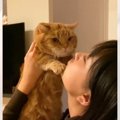 猫がお姉ちゃんから『キス』を迫られたら…悶絶必至なやり取りの様子が57万…