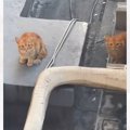 ごみ置き場の屋上で『痩せた2匹の子猫』を発見→カラスに襲われている…