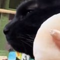 飼い主がお化粧をしていると、近くに寄ってくる黒猫…まさかの瞬間が可…
