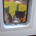 子猫の姉妹を飼うことになった日の夜…まさかの『驚愕の出来事』が21万…