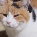『香箱座り』でくつろいでいた三毛猫…あまりにも完璧すぎるフォルムに…