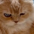 『朝は別のところでくつろいでほしい…』洗面台を見ると、猫が…思わず…