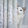 猫が『カーテンの裏』に隠れるのはどうして？4つの理由と気持ち