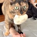 人形をくわえて飼い主に甘える猫→床に腕を置くと…奇妙な『まさかの行…