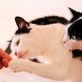 猫にカニカマを食べさせるのはNG！塩分が与える影響について