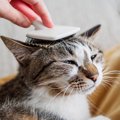 猫の『抜け毛対策』に効果的なグッズ４選　便利な活用術や掃除の負担を減…