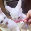 食いしん坊な子猫におやつをあげると……まさかの可愛すぎる『食べ方』…