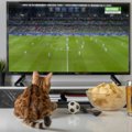 猫が『テレビ』をじーっと観ているときの心理3つ　猫も楽しんでる？好…