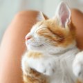 愛猫からの『愛され度』はどのくらい？気になる3つのチェックポイント