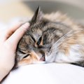 猫が『ゴロゴロ喉を鳴らす』のは異常サインなの？見分けるポイントや対処…