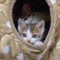 こたつの中でダラダラする6匹の子猫→ママ猫が呼ぶと…可愛すぎて"たま…
