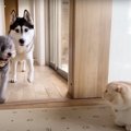  子猫が『ハスキー犬たち』を驚かせようとした結果…完全に想定外な展…