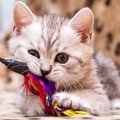 猫が待ち遠しく感じる『楽しみな時間』4つ　食べたり遊んだり…猫にと…