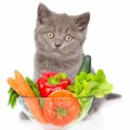 猫が食べていい野菜って？OKなものと絶対NGなもの、詳しく解説