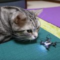 次世代オモチャ！猫ちゃんの遊び相手にドローン登場！