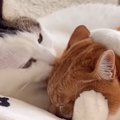 『体調が悪い姉猫』が隣にやって来たら、妹が……予想外の光景に涙が止…