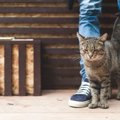 猫が飼い主より偉い！と思ってるかもしれない５つの仕草