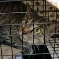 山に捨てられ、人間をひどく怖がっていた猫…保護されて時間が経つと→…