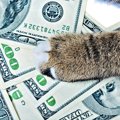 猫たちがもたらす経済効果『ネコノミクス』とは？すべての猫好きが関…