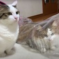 人間の言葉が分かる？思惑通りに動いてくれる猫ちゃん