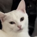 毛布の上でくつろぐ『双子の猫』を見ていると…シンクロする『ふたりの動き…