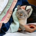 猫と朝まで一緒に寝てみた結果…"悶絶注意"な可愛さに羨まし…