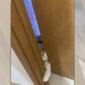 『ひとりで行かせないにゃ！』飼い主がトイレに行くのを必死に阻止し…