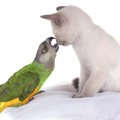 猫とインコを一緒に飼うことは可能？仲良く一緒に暮らす方法や注意点