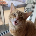 猫がたくさんおしゃべりする…！言っていること５つ