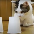 『どっちかにゃ？』猫ちゃんの紙コップチャレンジ