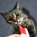 愛猫の目の色が変わる『極上のごほうび』3選　うまく活用したいシーン…