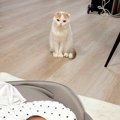 初めて赤ちゃんを見た猫→遠くから観察していると思ったら…思いもよら…