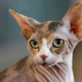 思わず目を引く『個性的な特徴』を持つ猫種5選　体格や被毛などに見ら…