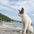 関西の猫島おすすめ4選！行き方やスポットまとめ