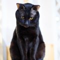 猫が『心から反省したとき』にする行動4選