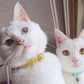 これがリーゼント猫のオフだ！ニャデランスを脱いだ日常がはじけ過ぎ