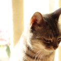 猫が「悲しいとき」に見せる4つの仕草や行動　思い当たるときは愛猫に…