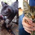 飼い猫が“拾ってきた”のは…愛の連鎖に胸キュン♡