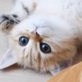 毛づくろいされ続けて『変なポーズ』になってしまった子猫…可愛すぎる光景…