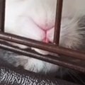 ケージの中でお昼寝をする『小さな子猫』…あまりにも可愛らしい寝相の…