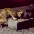 暗闇でゴミをあさっていた『ガリガリの2匹の子猫』を保護したら…家で見せ…