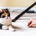 猫の『嘔吐物』からわかる健康サインとは　5つの色別に異なる原因や危険な…