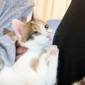 里親さんの元へと巣立っていった猫たち→初日に見せた『とんでもない姿…